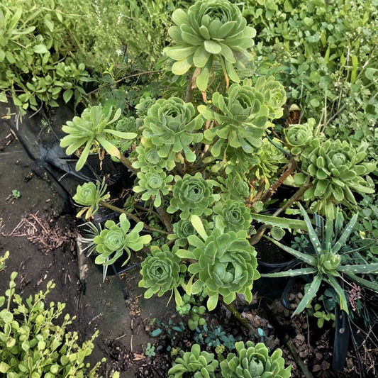 Aeonium Arboreum ‘Tree’ Green Live Cuttings | 2 Succulent Cuttings | Approximately 4 Inches Across | Easy to Propagate