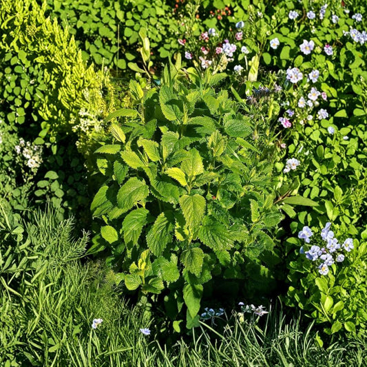 Lemon Balm – 2 Live Plants | 3–6 Inches Tall | Melissa officinalis | Aromatic Herbal Perennial | Ships Without Pot | Herb Garden Plant