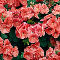 Ringo Salmon Geranium Seeds – Pelargonium Flower Seeds | 15 Seeds Included | Early Blooming Salmon Flowers | Planter & Window Box Friendly | Easy to Grow