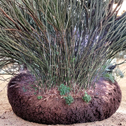 Weaver's Bamboo – Bambusa textilis 'Gracilis' Live Rooted Cutting | 8–12 Inches Tall | Clumping Bamboo | Bare Root or Lightly Potted