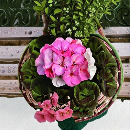 Geranium Pinto Premium White to Rose – Pelargonium Seeds | 1,000 Seeds | Color-Changing Blooms | Multicolored Garden Variety | Pot & Patio Friendly | Easy to Grow