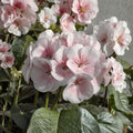 Pink & White Geranium Seeds – 10 Pelargonium Zonale Flower Seeds | Pollinator Friendly Blooms | Patio & Balcony Garden Plant