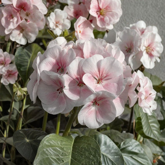 Pink & White Geranium Seeds – 10 Pelargonium Zonale Flower Seeds | Pollinator Friendly Blooms | Patio & Balcony Garden Plant