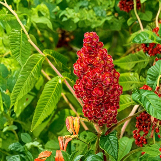 Fuzzy Staghorn Sumac – Live Bare Root Starter Tree | 12–24 Inches Tall | Rhus typhina | Hardy Native Landscape Plant