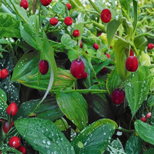 Watermelon Berry – Streptopus amplexifolius Live Root | Alaska Wild Harvested | Rare Edible Woodland Plant | Shade Garden Friendly