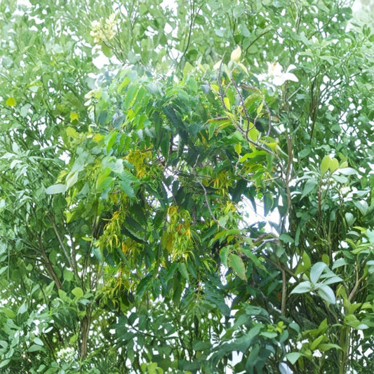 Ylang Ylang Live Plant – Cananga odorata | Fragrant Yellow Flowers | 4 Inch Pot | Tropical Evergreen Tree | Rare Garden Plant