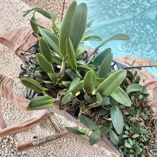 Cattleya 'Surprise' Orchid – Bare Root Division | 2-Stem Live Orchid Plant | Fragrant Tropical Houseplant
