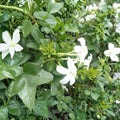 Common Jasmine – Jasminum officinale Live Plants | Set of 3 in 3.5 Inch Pots | Fragrant Climbing Vine | Poet’s Jasmine
