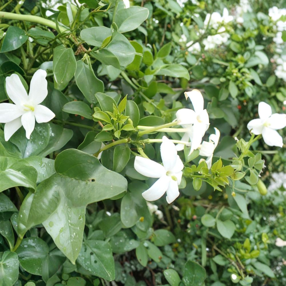 Common Jasmine – Jasminum officinale Live Plants | Set of 3 in 3.5 Inch Pots | Fragrant Climbing Vine | Poet’s Jasmine