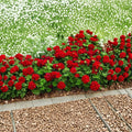 Mountie Red Ivy Geranium Cuttings – 8 Fresh Pelargonium Cuttings for Rooting | Scarlet Red Trailing Geranium