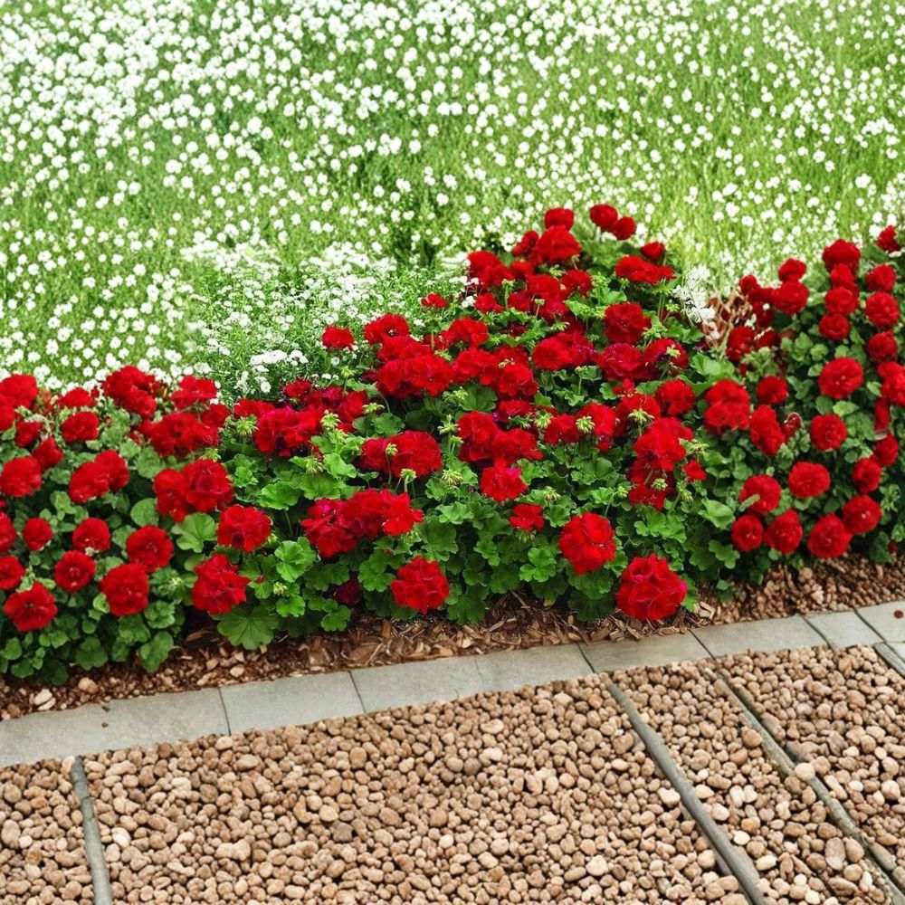 Mountie Red Ivy Geranium Cuttings – 8 Fresh Pelargonium Cuttings for Rooting | Scarlet Red Trailing Geranium