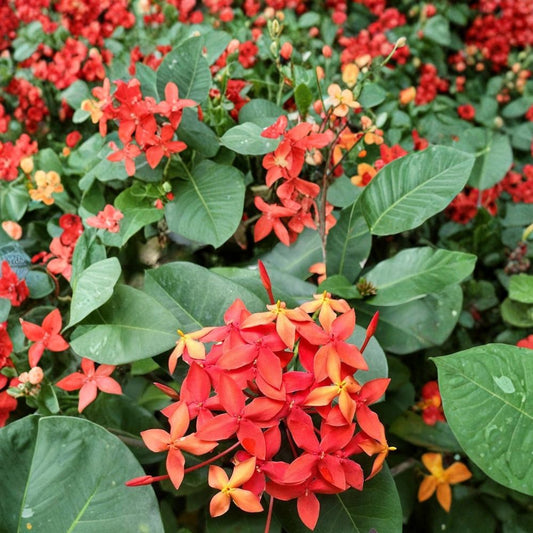 Flame of the Woods Geranium Seeds – Ixora coccinea Flower Seeds | 25+ Seeds Included | Tropical Red Jungle Blooms | Patio & Garden Friendly | Easy to Grow