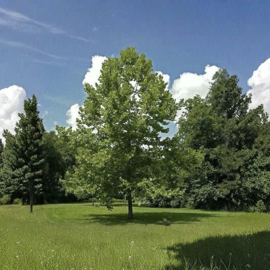 American Sycamore – Platanus occidentalis Live Bare Root Seedlings | Set of 10 | 4–10 Inches Tall | Native Shade Tree