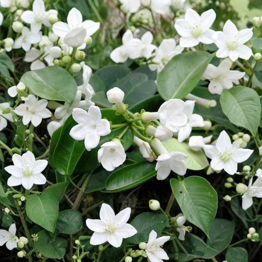 Madagascar Jasmine Seeds – Stephanotis floribunda | 5 Rare Fragrant Vine Seeds | Tropical White Flower Climbing Plant | Indoor Outdoor