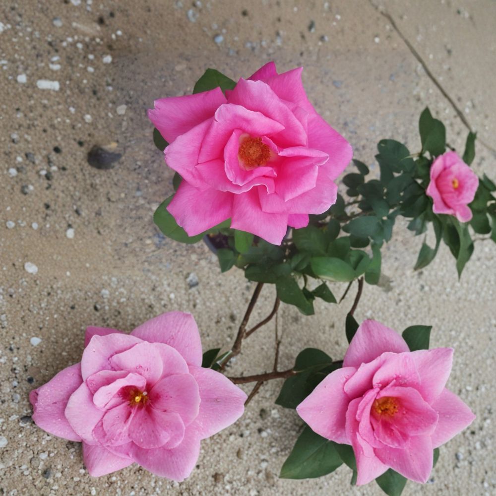 Perfume Delight Hybrid Tea Rose – Rosa Hybrid Live Plant | 3 Gallon Size | Fragrant Pink Blooms | Hardy Garden Rose Bush | Elegant Cut Flower Rose