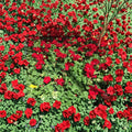 Ivy Zonal Geranium Deep Velvet Red – Pelargonium Cuttings | 6 Fresh Cuttings | Intense Velvet Red Blooms | Trailing Patio Favorite | Rooting Ready