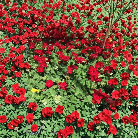 Ivy Zonal Geranium Deep Velvet Red – Pelargonium Cuttings | 6 Fresh Cuttings | Intense Velvet Red Blooms | Trailing Patio Favorite | Rooting Ready