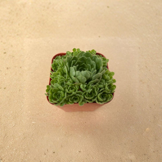 Rosularia Platyphylla Live Succulent Plant | Fully Rooted | 2 Inch Pot | Blue-Green Rosette | Rock Garden & Container Plant