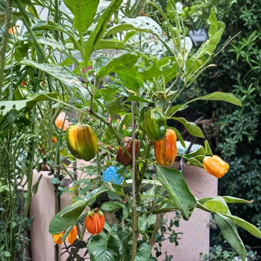 Candy Cane Chocolate Cherry Pepper Live Plants – 2 Pack | 4 Inch Starter Plants | Colorful Chili Pepper | Edible Ornamental Pepper | No Pot