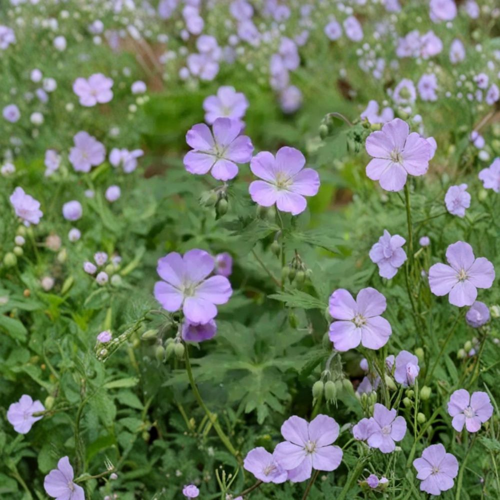 Wild Geranium Bare Roots – 10 Geranium maculatum Plants | Hardy Woodland Cranesbill Perennial