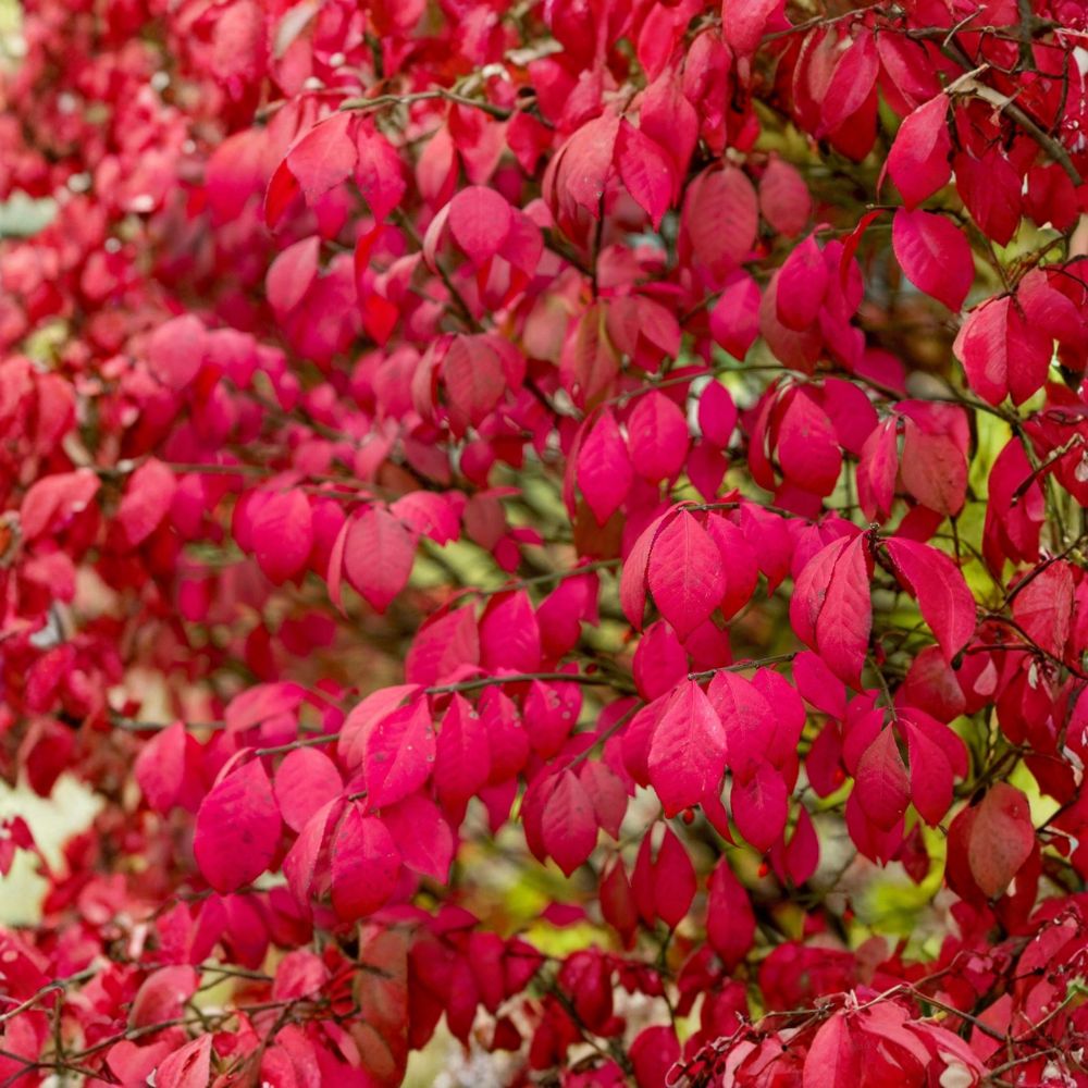 Burning Bush – Euonymus alatus Live Bare Root Plants | Set of 2 | 8+ Inches Tall | Hardy Deciduous Shrub