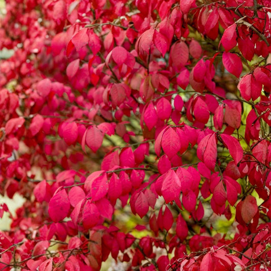Burning Bush – Euonymus alatus Live Bare Root Plants | Set of 2 | 8+ Inches Tall | Hardy Deciduous Shrub