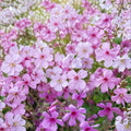 Canary Island Palmatum Geranium Seeds – Pelargonium Flower Seeds | 25+ Seeds Included | Exotic Garden Blooms | Patio & Container Friendly | Easy to Grow
