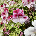 Pink & White Geranium Cuttings – Fresh Pelargonium Cuttings for Rooting | Elegant Flowering Patio & House Plants