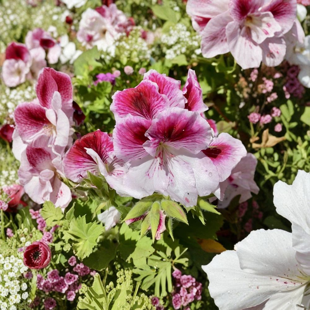 Pink & White Geranium Cuttings – Fresh Pelargonium Cuttings for Rooting | Elegant Flowering Patio & House Plants