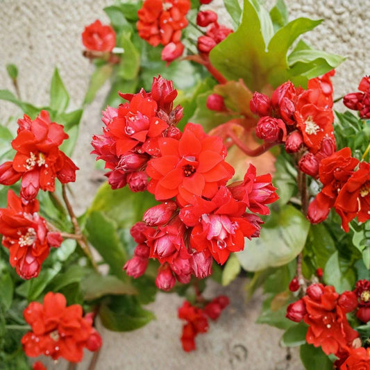 Red Kalanchoe Calandiva Live Plant – Kalanchoe blossfeldiana | Double Red Blooms | Evergreen Succulent Houseplant | Low Maintenance