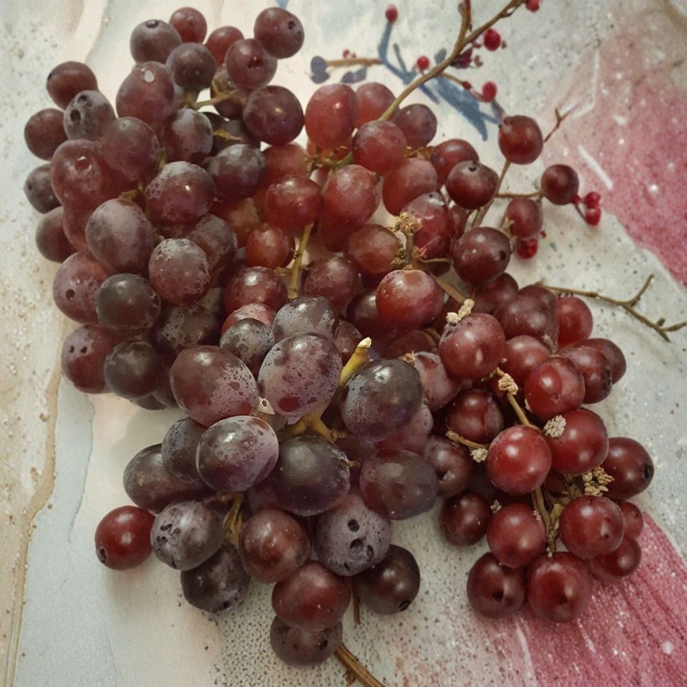 Vanessa Red Seedless Grape Vine – Live Fruit Vine | 4–6 Feet Tall | Self-Fertile Seedless Grapes | Productive Vineyard Plant | Easy to Grow
