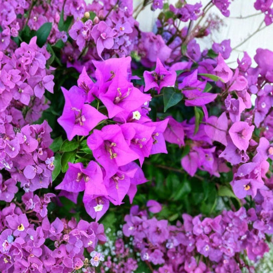 Purple Bougainvillea – Live Plant | 4 Inch Pot | Tropical Flowering Vine | Climbing Patio Plant | Purple Bracts | Easy Care
