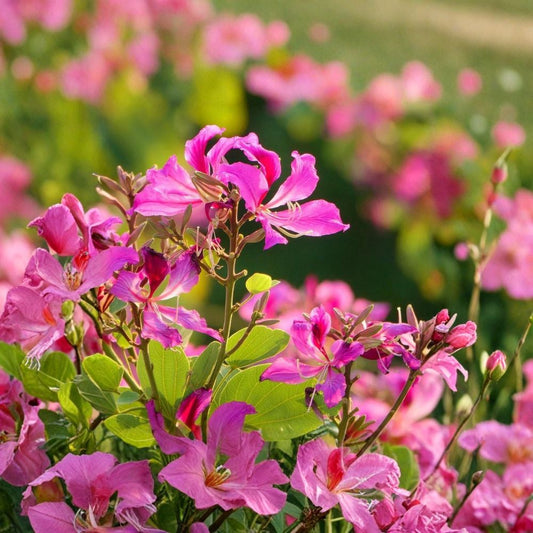 Geranium Orchid Tree Seed – Bauhinia Purpurea Exotic Flower Seed | Fragrant Purple Blooms | Hummingbird & Butterfly Friendly