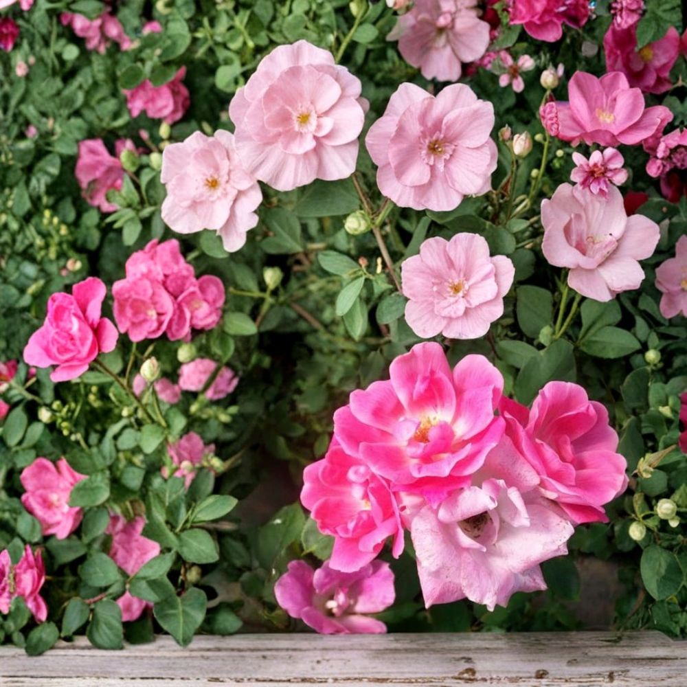 Pink Knock Out® Rose – Rosa 'RADcon' Live Shrub | 3 Gallon Size | Medium Pink Flowering Rose Bush | Disease Resistant Landscape Plant | Repeat Bloomer