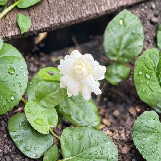 Grand Duke Jasmine Plant – Jasminum sambac Live Starter | 3–7 Inch Tall | Fragrant Double Bloom Arabian Jasmine | Potted Tropical Houseplant