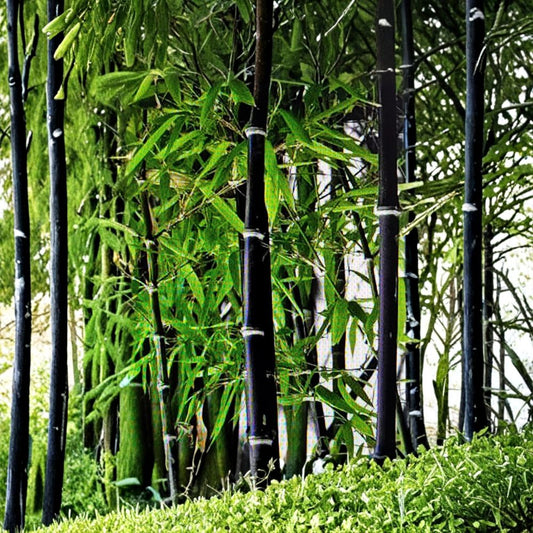 Black Bamboo – 1 Fresh Live Rhizome | Phyllostachys nigra | Bare Root Bamboo | Exotic Privacy Hedge & Landscape Plant