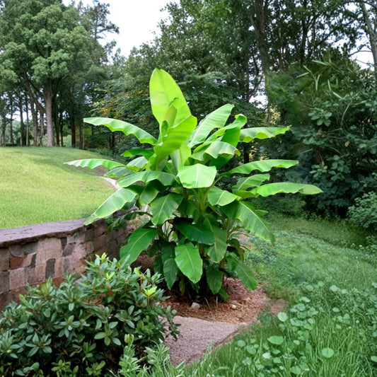 Basjoo Banana Plant – Musa basjoo Live Rooted Plant | 4–6 Inches Tall | Japanese Banana | Cold Hardy Tropical Foliage | No Pot | Easy to Grow