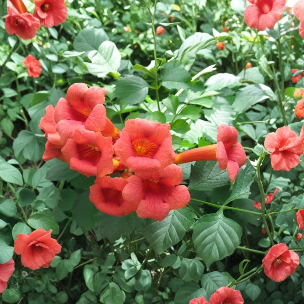 Flame Red Trumpet Vine – Campsis radicans | 1+ Foot Bare Root Live Plant | Fast-Growing Climbing Vine | Hummingbird Friendly | Easy to Grow