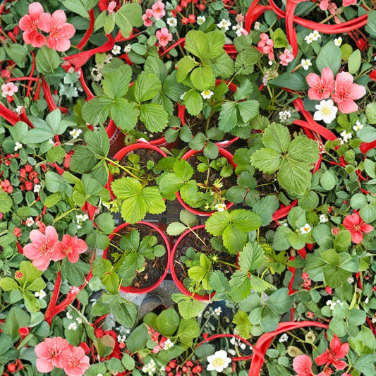 Wild Alaska Strawberry Pups – 5 Live Strawberry Plants | Super Hardy Bare Root Starts | Cold Climate Fruit Plants | Easy to Grow Groundcover