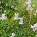Clematis crispa – Blue Jasmine Native Vine Seeds | 5 Seeds | Curly Swamp Leather Flower | Fragrant Pollinator Plant