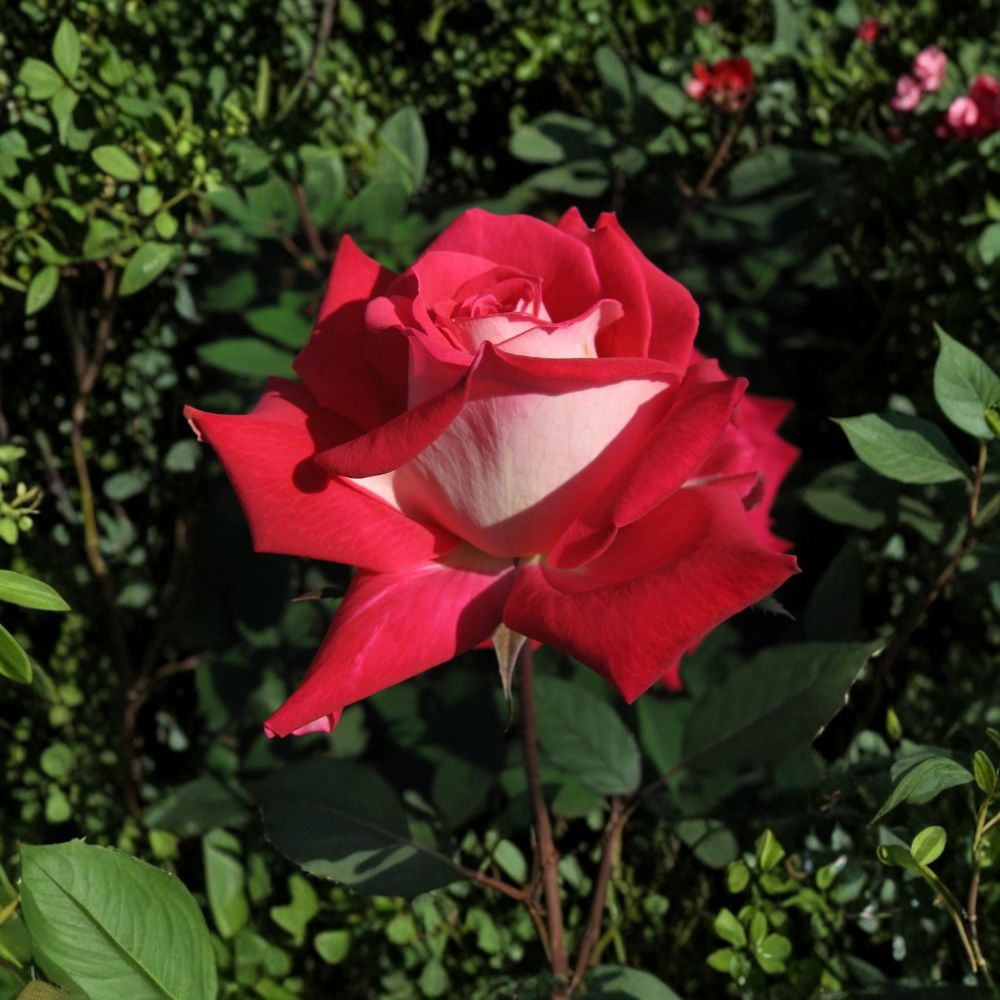 LOVE Grandiflora Rose – Rosa Hybrid Live Plant | 3 Gallon Rose Bush | Ruby Red & White Blooms | Fragrant Garden Rose | Two-Year-Old Field Grown Plant