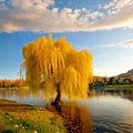Golden Weeping Willow – Salix babylonica Live Potted Tree | Bonsai Style Willow | Fast Growing Ornamental Tree | Cascading Branches | Garden & Patio Plant