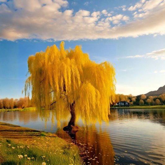 Golden Weeping Willow – Salix babylonica Live Potted Tree | Bonsai Style Willow | Fast Growing Ornamental Tree | Cascading Branches | Garden & Patio Plant