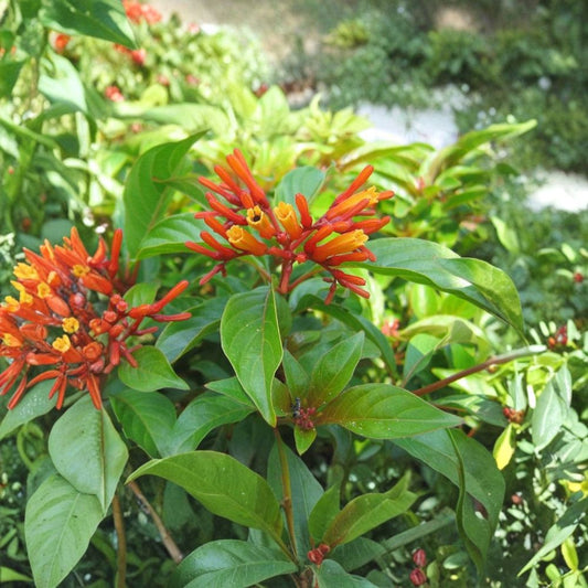 Dwarf Firebush – 3 Live Plants | 3–6 Inches Tall | Hamelia patens | Ships Without Pot | Orange-Red Flowers | Hummingbird & Butterfly Plant