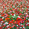 Mixed Colors Geranium Seeds – Pelargonium Zonale F2 Mix | 10 Seeds Included | Pink Purple Red Salmon Blooms | Patio & Garden Friendly | Easy to Grow