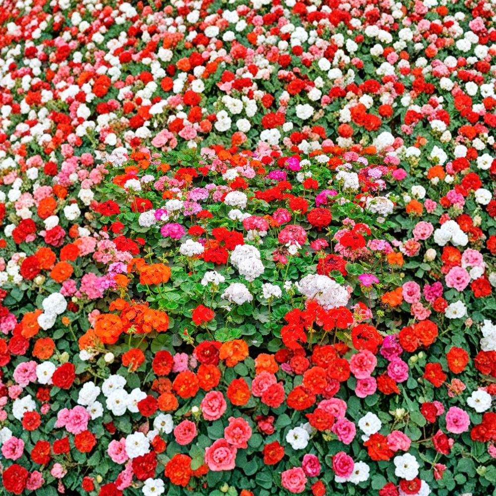 Mixed Colors Geranium Seeds – Pelargonium Zonale F2 Mix | 10 Seeds Included | Pink Purple Red Salmon Blooms | Patio & Garden Friendly | Easy to Grow