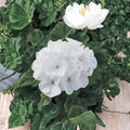 Maverick Series White Geranium Seeds – Pelargonium hortorum Flower Seeds | 10 Seeds Included | Pure White Blooms | Garden & Container Friendly | Easy to Grow