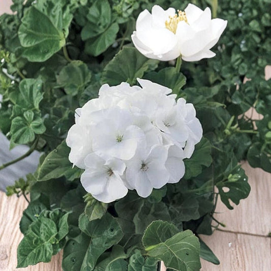 Maverick Series White Geranium Seeds – Pelargonium hortorum Flower Seeds | 10 Seeds Included | Pure White Blooms | Garden & Container Friendly | Easy to Grow
