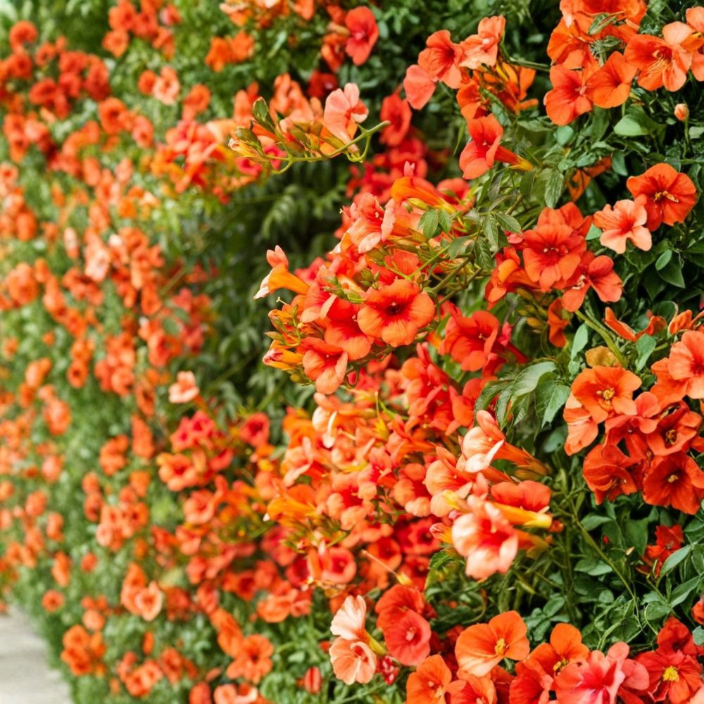 Orange Trumpet Vine – Campsis radicans Live Bare Root Plant | Fast-Growing Perennial Vine | Hummingbird & Butterfly Friendly
