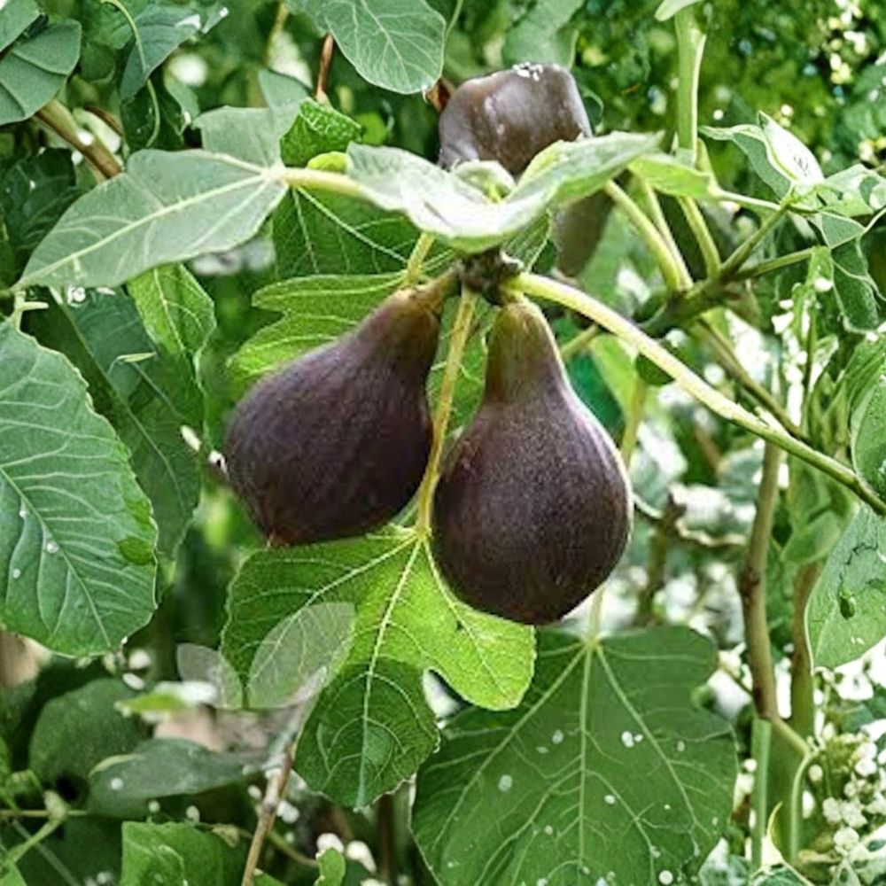 Brown Turkey Fig Tree Starter Plug – Ficus carica 'Brown Turkey' | 4–6 Inch Bare Root Starter | Self-Pollinating Fruit Tree | Cold Hardy | Easy to Grow